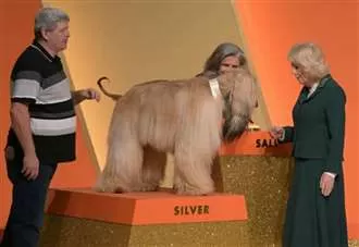 Dog owner shares 'surreal' moment meeting Queen Camilla on set of hit Disney+ series
