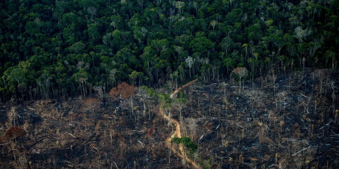 Rate of tropical rainforest loss declined in 2023