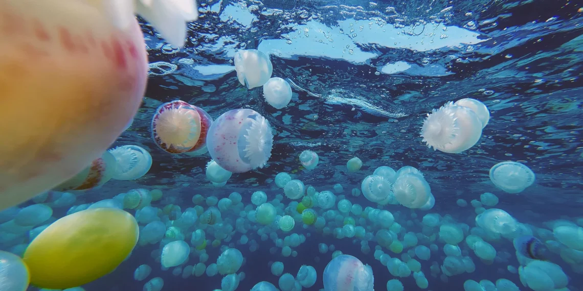 Invasive jellyfish surge disrupts coastal communities in Venezuela