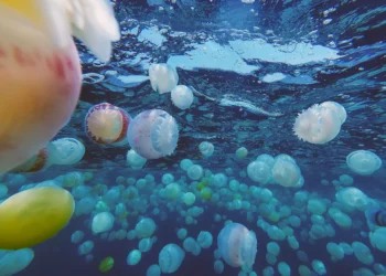 Invasive jellyfish surge disrupts coastal communities in Venezuela