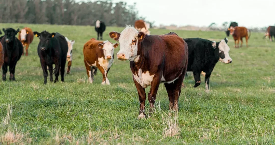 “The Importance of Economía in Our Daily Lives”