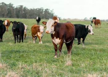 “The Importance of Economía in Our Daily Lives”