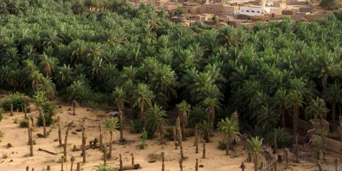 Silent sands: Mauritania’s date palms fade amid climate struggles