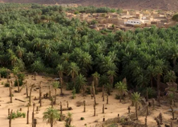 Silent sands: Mauritania’s date palms fade amid climate struggles