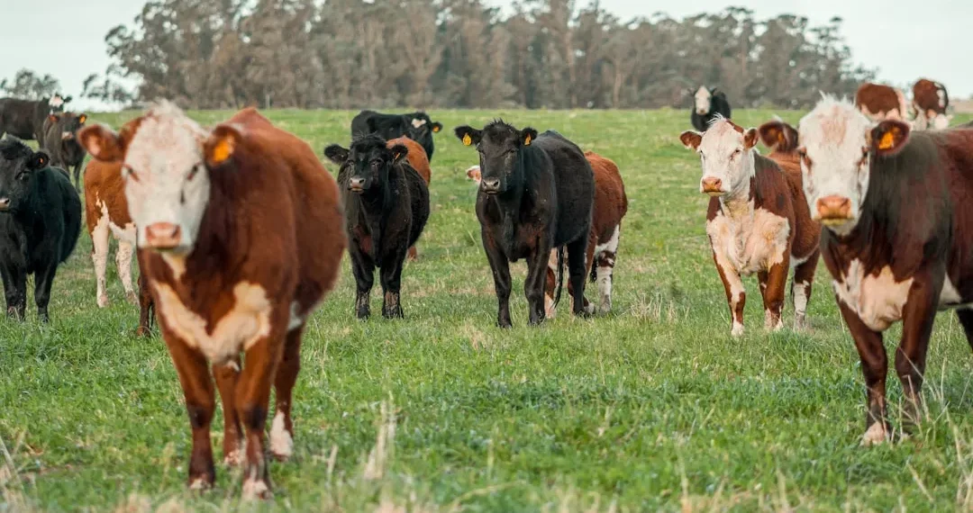 “The Power of Economía: Understanding Our Daily Lives”