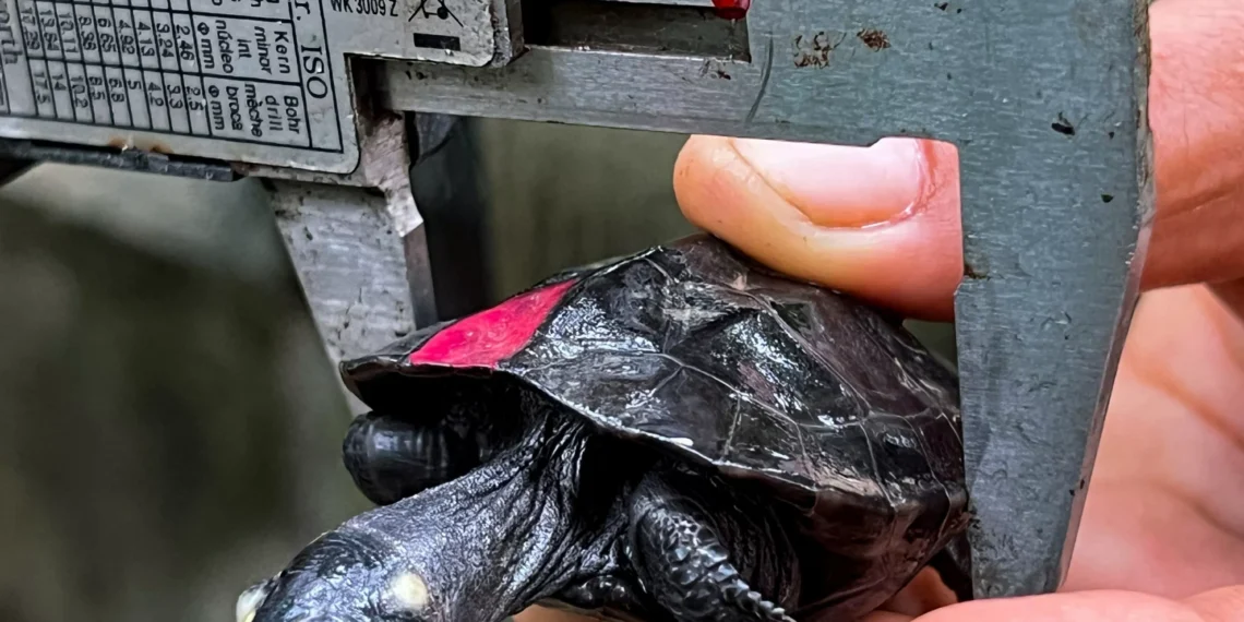 Rare black marsh turtle hatches in Cambodian conservation win