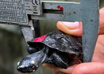Rare black marsh turtle hatches in Cambodian conservation win
