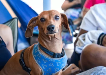 “Discover the Enchanting Charm of Salud, Mexico”