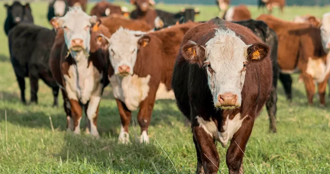 “The Evolution of Economía: From Adam Smith to Global Trade”