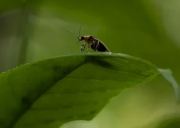 Firefly conservation efforts illuminate environmental challenges