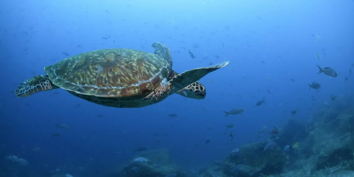 Congress to approve sea turtle rescue act amid rising strandings