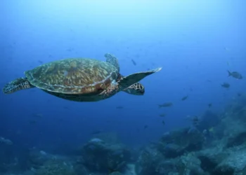 Congress to approve sea turtle rescue act amid rising strandings