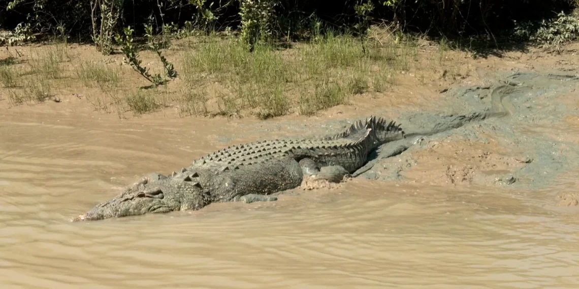 Crocodile safety debate: Balancing public fear, conservation needs
