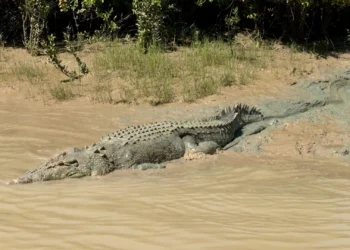 Crocodile safety debate: Balancing public fear, conservation needs