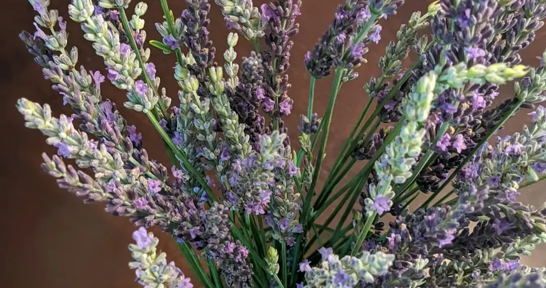 “Discovering the Hidden Gem of Salud in Francisco Lino Ramirez Arteaga”