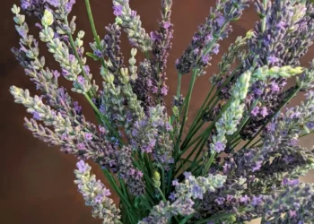 “Discovering the Hidden Gem of Salud in Francisco Lino Ramirez Arteaga”