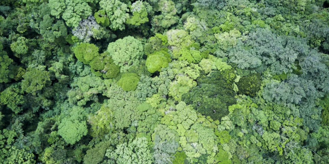Amazon rainforest’s carbon sink role threatened by deforestation