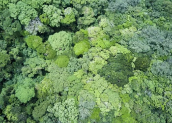Amazon rainforest’s carbon sink role threatened by deforestation