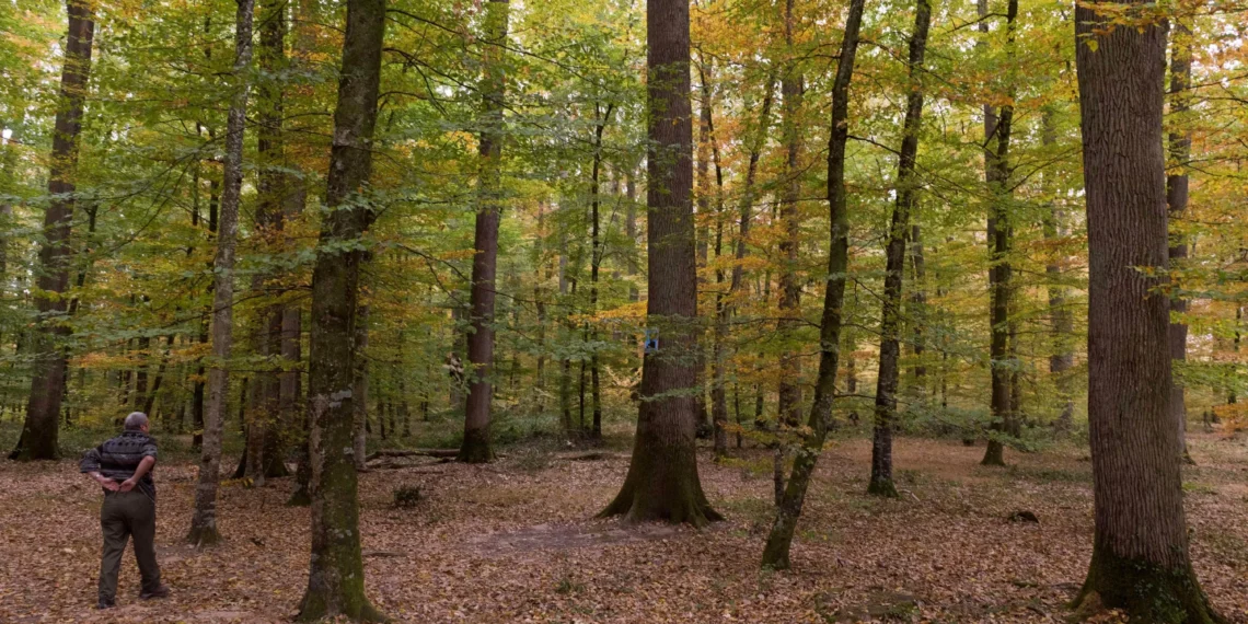 Drought and fires: Forests struggle to combat carbon emissions