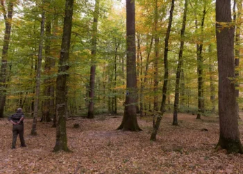 Drought and fires: Forests struggle to combat carbon emissions