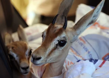 Endangered rhim gazelles start new life on remote Libyan island
