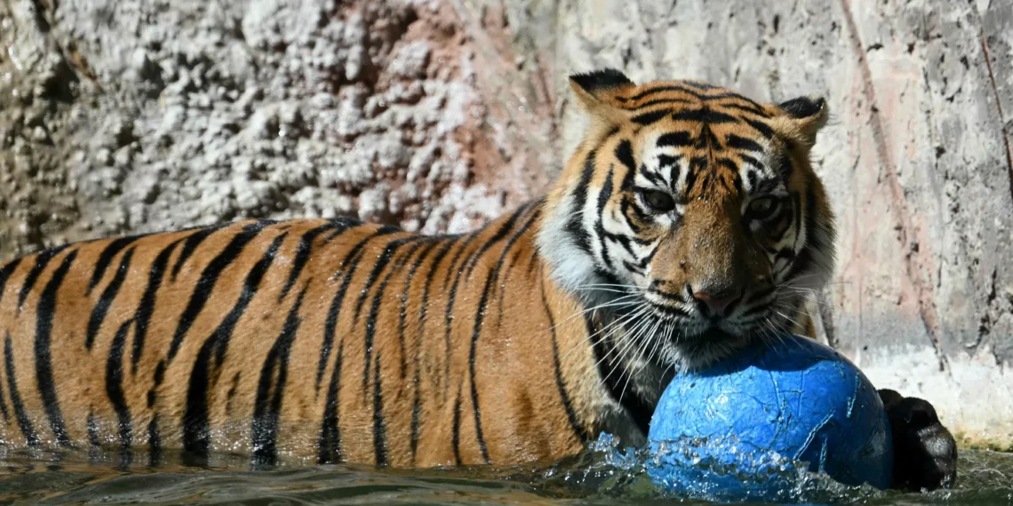 China’s new system aims to safeguard Siberian tigers