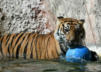 China’s new system aims to safeguard Siberian tigers
