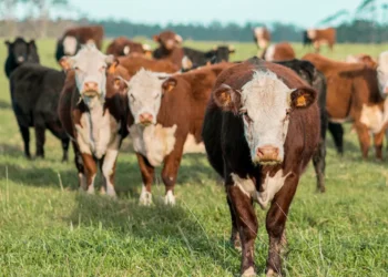 “The Importance of Economía: Understanding Our Daily Lives”