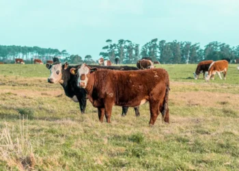 “The Fascinating World of Economics: Production, Distribution, and Consumption”