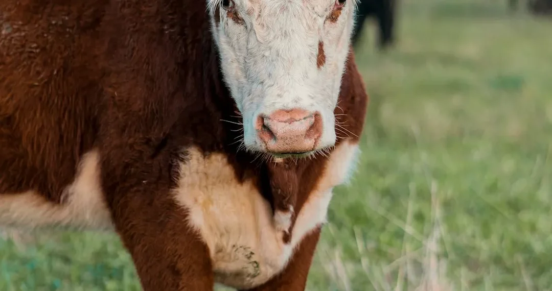 “The Power of Economics: Shaping Nations for Positive Change”