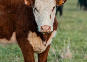 “The Power of Economics: Shaping Nations for Positive Change”