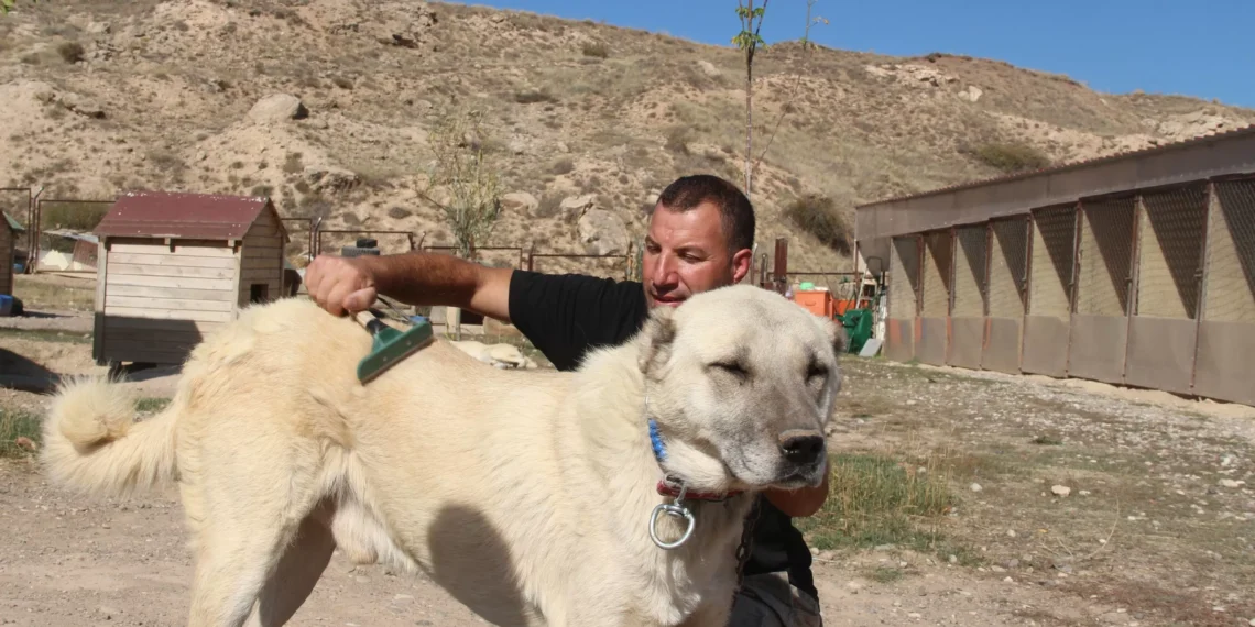 Turkish Kangal dogs reflect climate change in fur, health