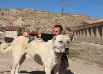 Turkish Kangal dogs reflect climate change in fur, health