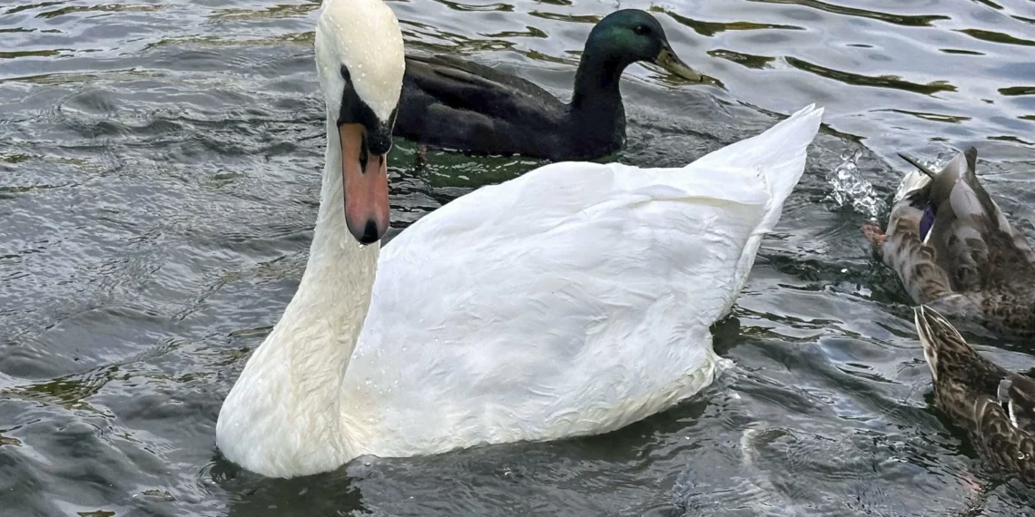 Community split over fate of beloved swans in New York village