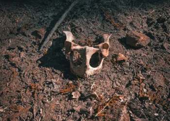 “Discovering the Hidden Gem of Salud: A Charming Town”