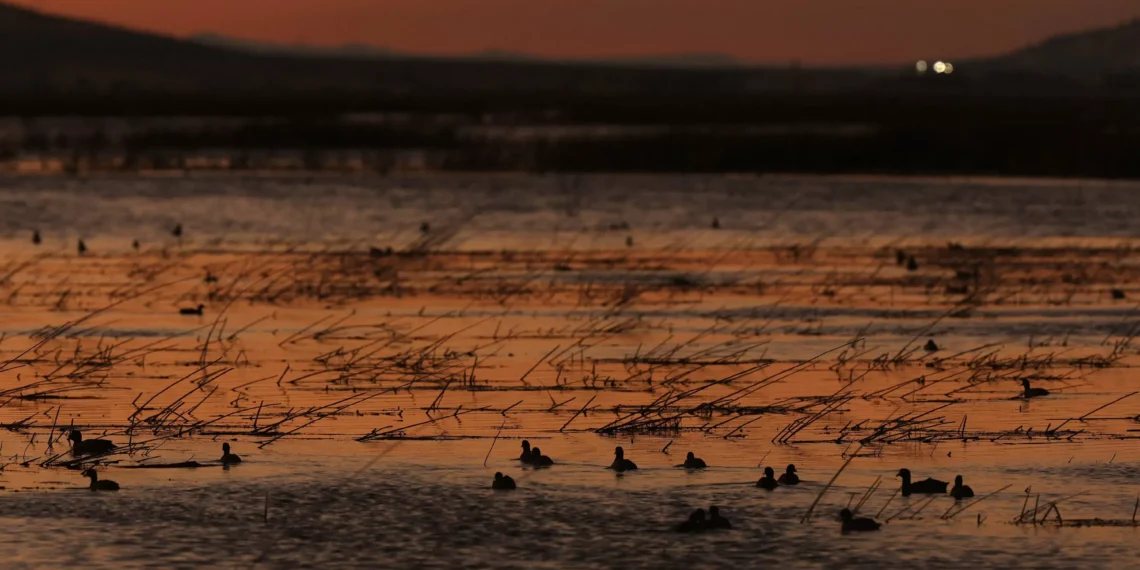 Alarming 73% decline in global wildlife over 50 years: WWF