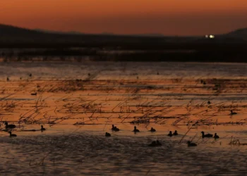 Alarming 73% decline in global wildlife over 50 years: WWF