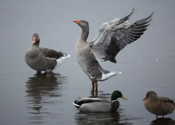 Egyptian goose invasion sparks biodiversity alarm in France