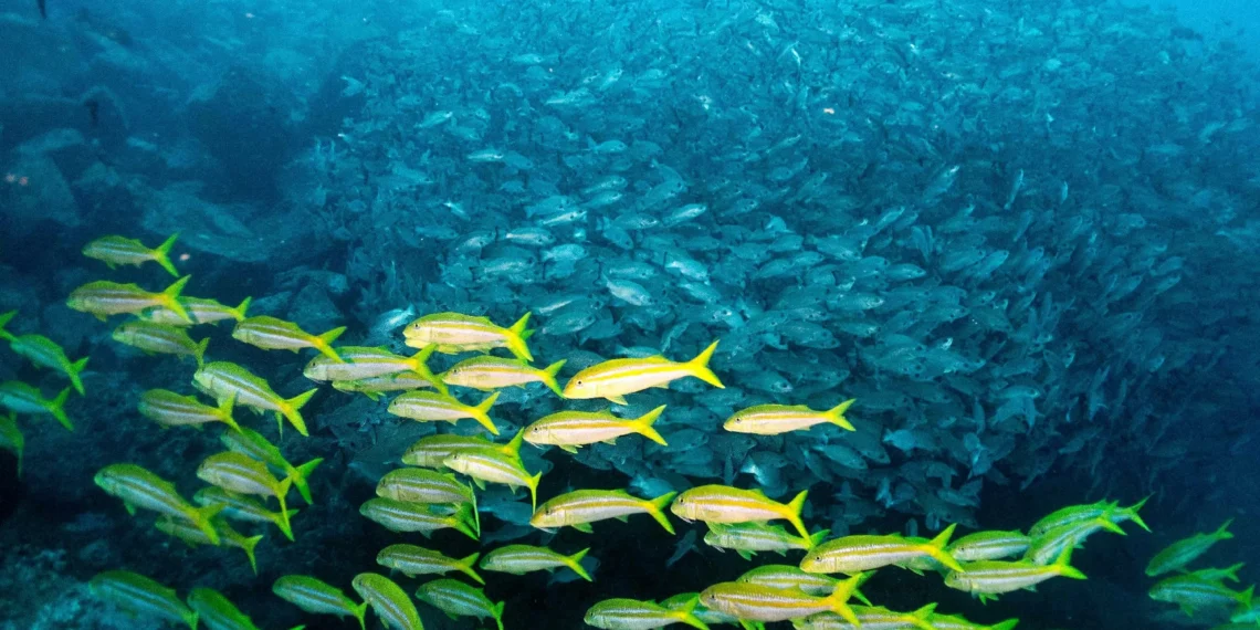 Climate solutions could threaten biodiversity, experts warn