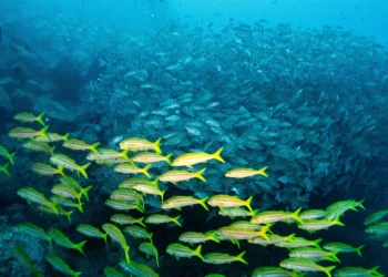 Climate solutions could threaten biodiversity, experts warn