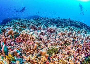 Scientists discover world’s largest coral near Solomon Islands