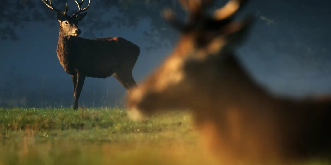 Turning wild deer into sustainable solution for nature, hunger