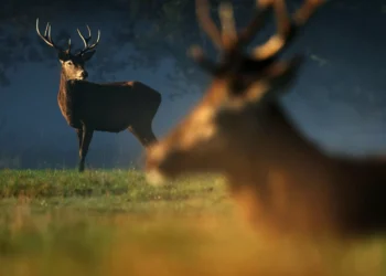 Turning wild deer into sustainable solution for nature, hunger