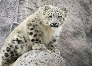 Snow leopards captured on camera for 1st time in southwest China
