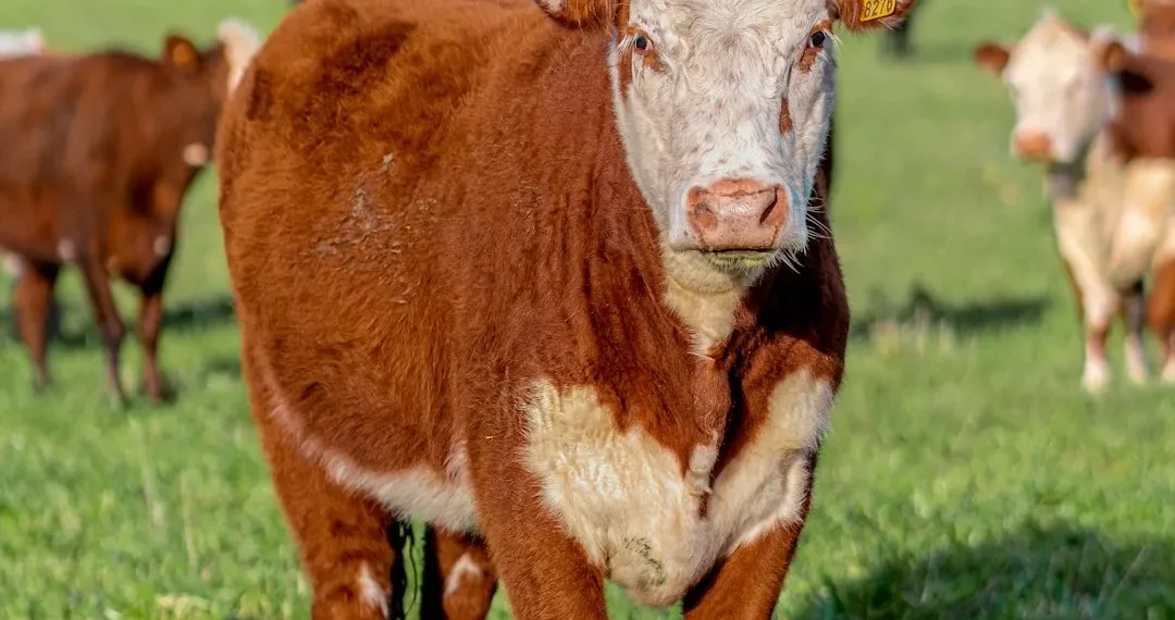 “The Importance of Economics in National Development”