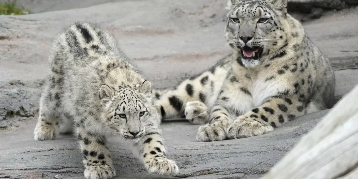 Drones to aid in monitoring endangered species in wild