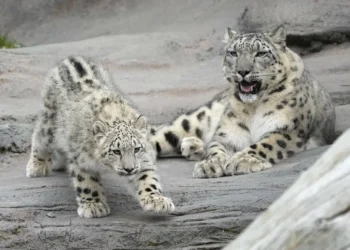 Drones to aid in monitoring endangered species in wild