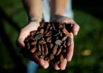 Cocoa industry at risk of collapse by 2030 without immediate action