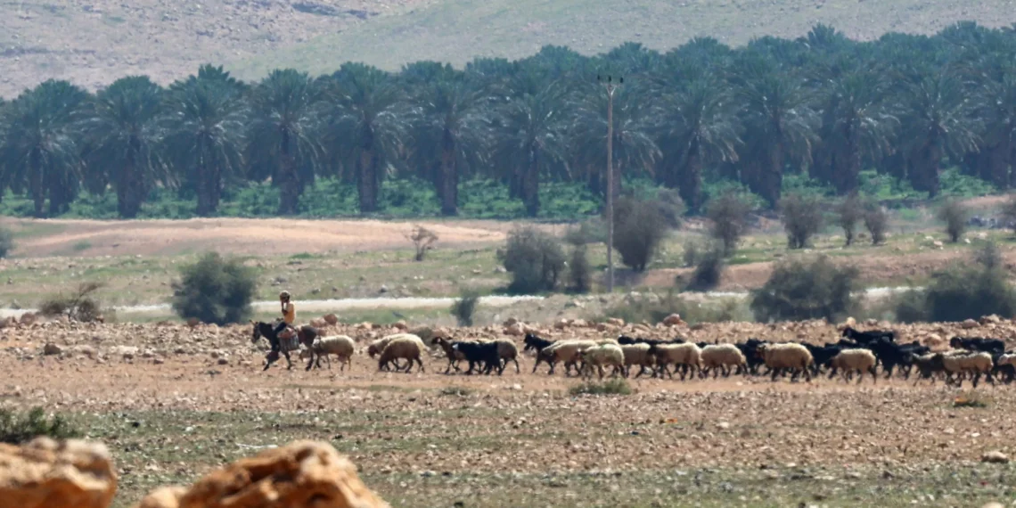 Israeli settlers attack Palestinian herdsman, livestock in West Bank