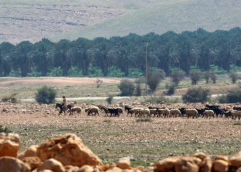Israeli settlers attack Palestinian herdsman, livestock in West Bank